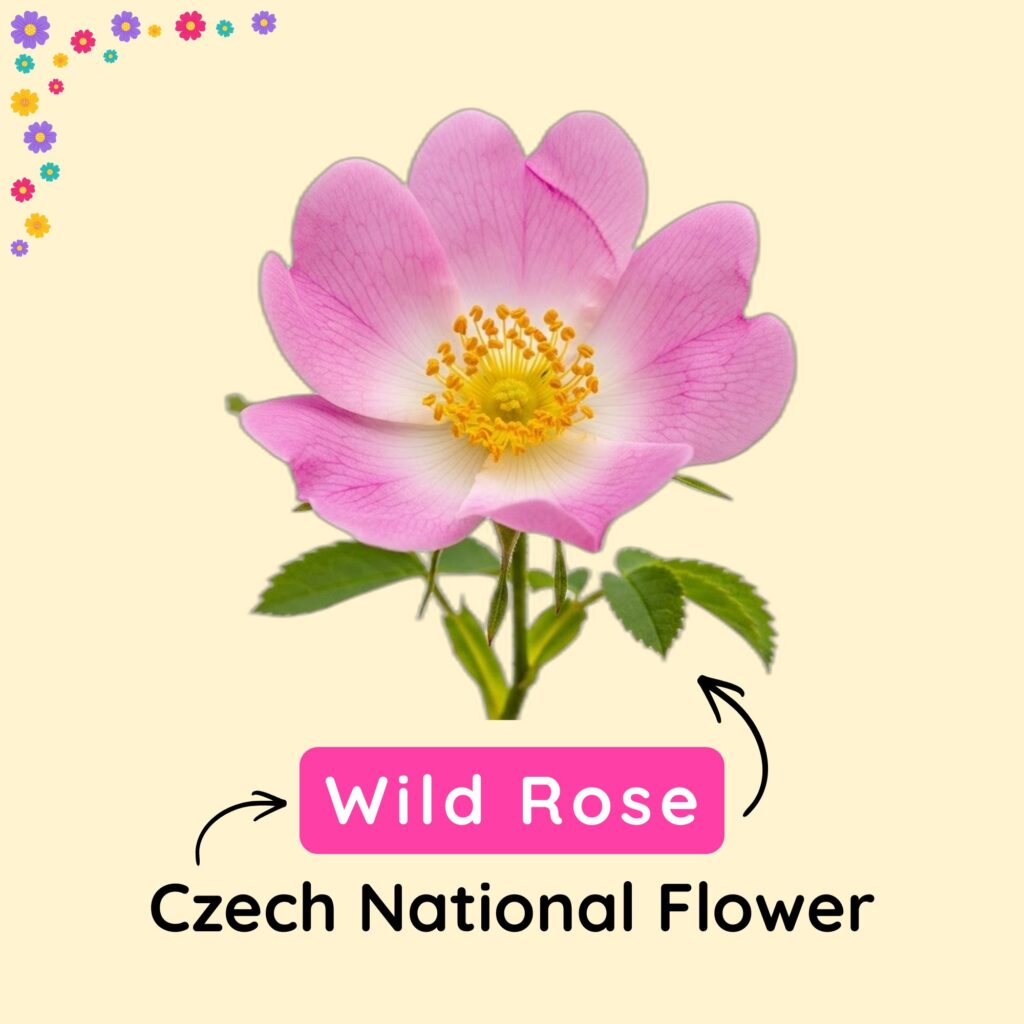 Czech National Flower
