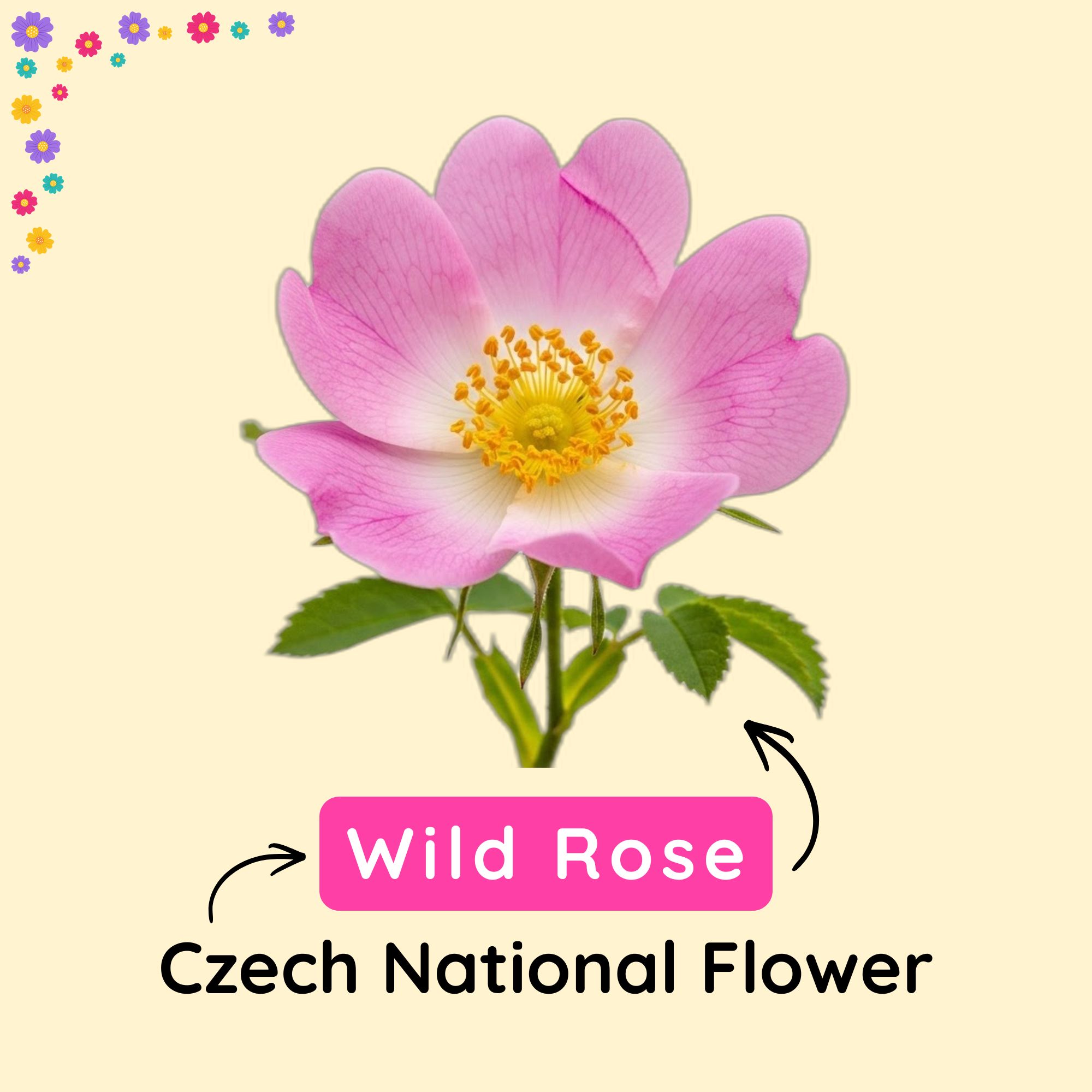 Czech National Flower