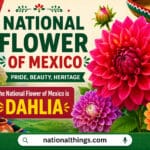 Mexican National Flower Explained with Meanings and History