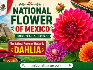 Mexican National Flower Explained with Meanings and History