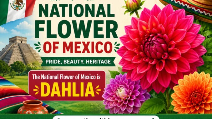 Mexican National Flower Explained with Meanings and History