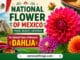 Mexican National Flower Explained with Meanings and History