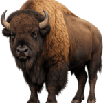 Discover the American bison, national animal of the USA, with facts about its history, symbolism, habitat, traits, and cultural importance.