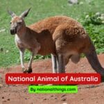 The Red Kangaroo is the National animal of Australia