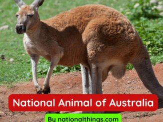 The Red Kangaroo is the National animal of Australia