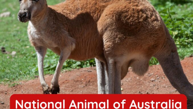 The Red Kangaroo is the National animal of Australia