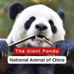 National Animal of China
