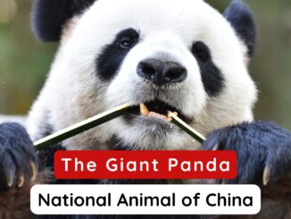 National Animal of China