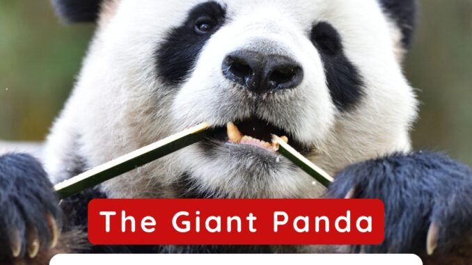 National Animal of China