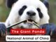 National Animal of China