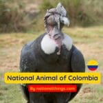 The Andean Condor is the National Animal of Colombia