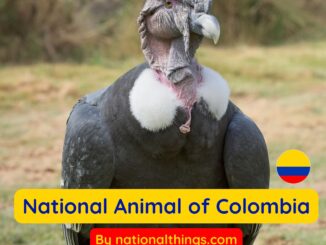 The Andean Condor is the National Animal of Colombia