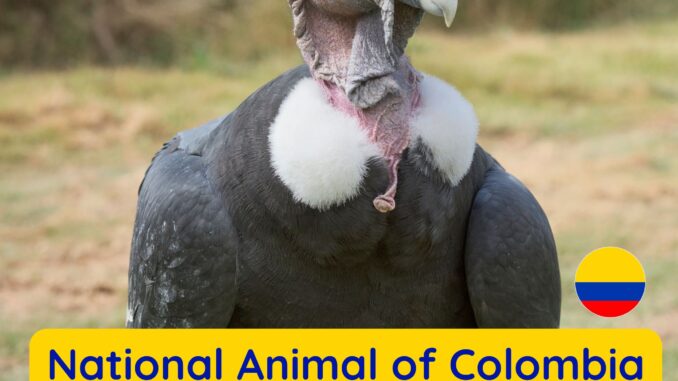 The Andean Condor is the National Animal of Colombia