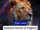 National Animal of England