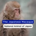National Animal of Japan