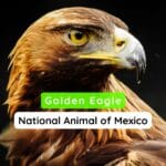 National Animal of Mexico