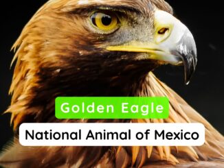 National Animal of Mexico