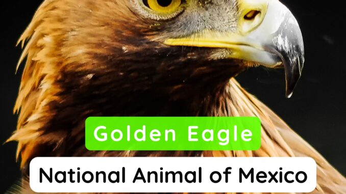 National Animal of Mexico