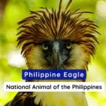 The Philippines Eagle known as the National Animal of Philippines