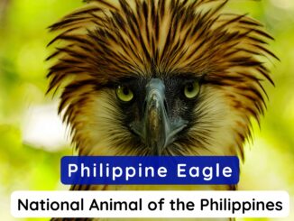 The Philippines Eagle known as the National Animal of Philippines