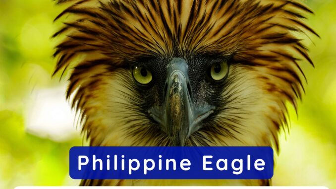 The Philippines Eagle known as the National Animal of Philippines