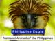 The Philippines Eagle known as the National Animal of Philippines