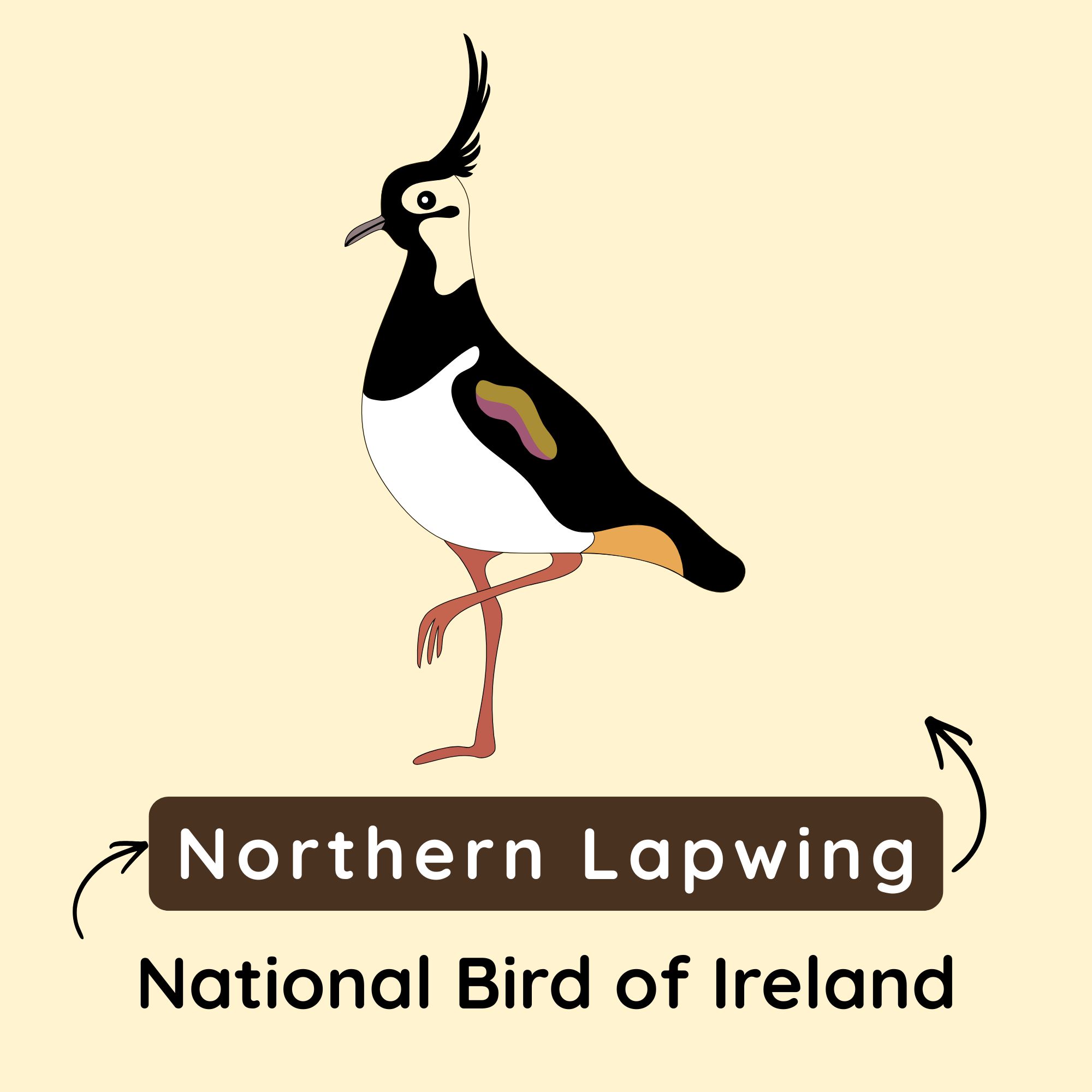 National Bird of Ireland