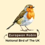 National Bird of The UK