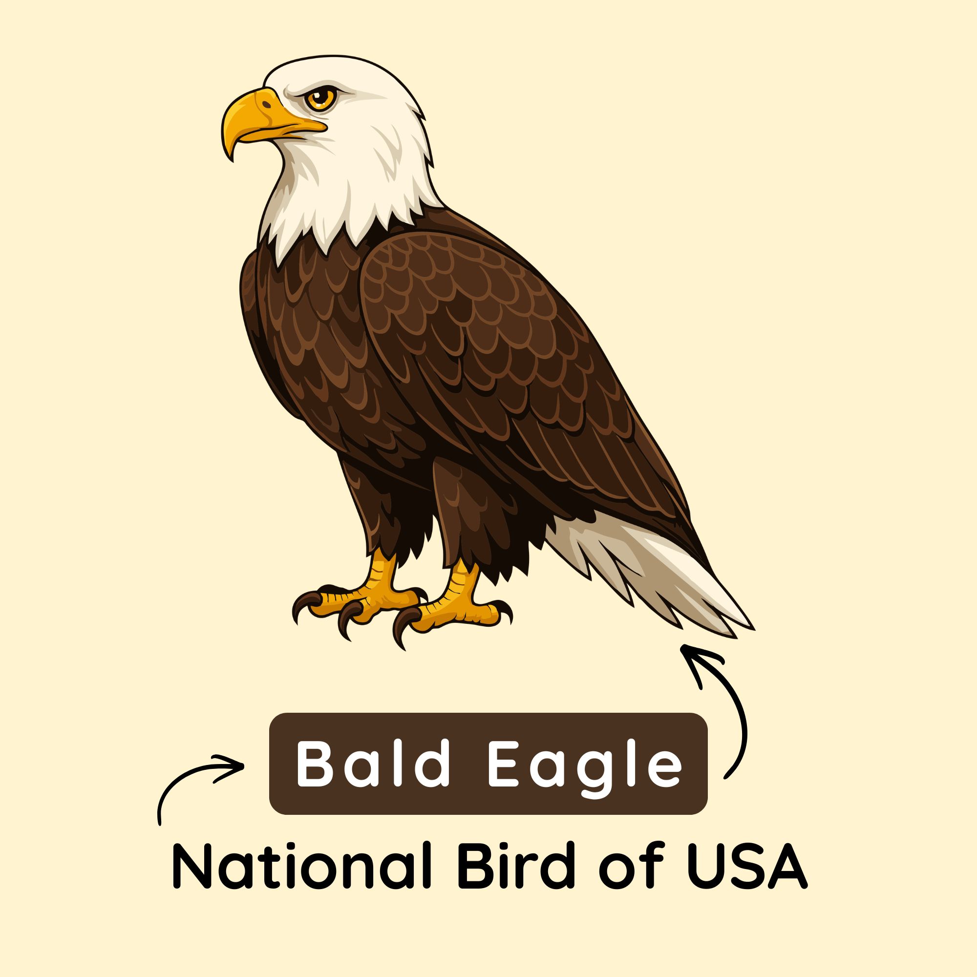 National Bird of USA