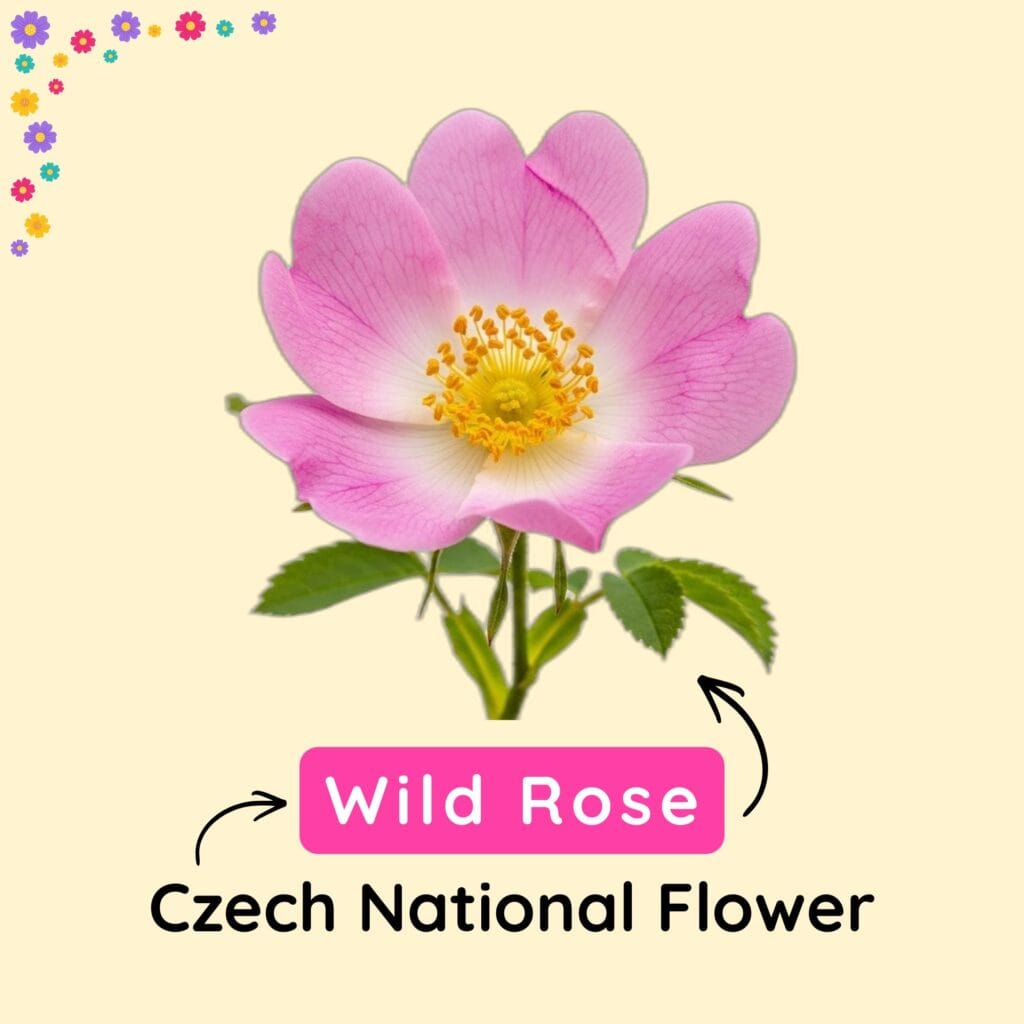 National Flower of Czech is the Red Poppy Flower