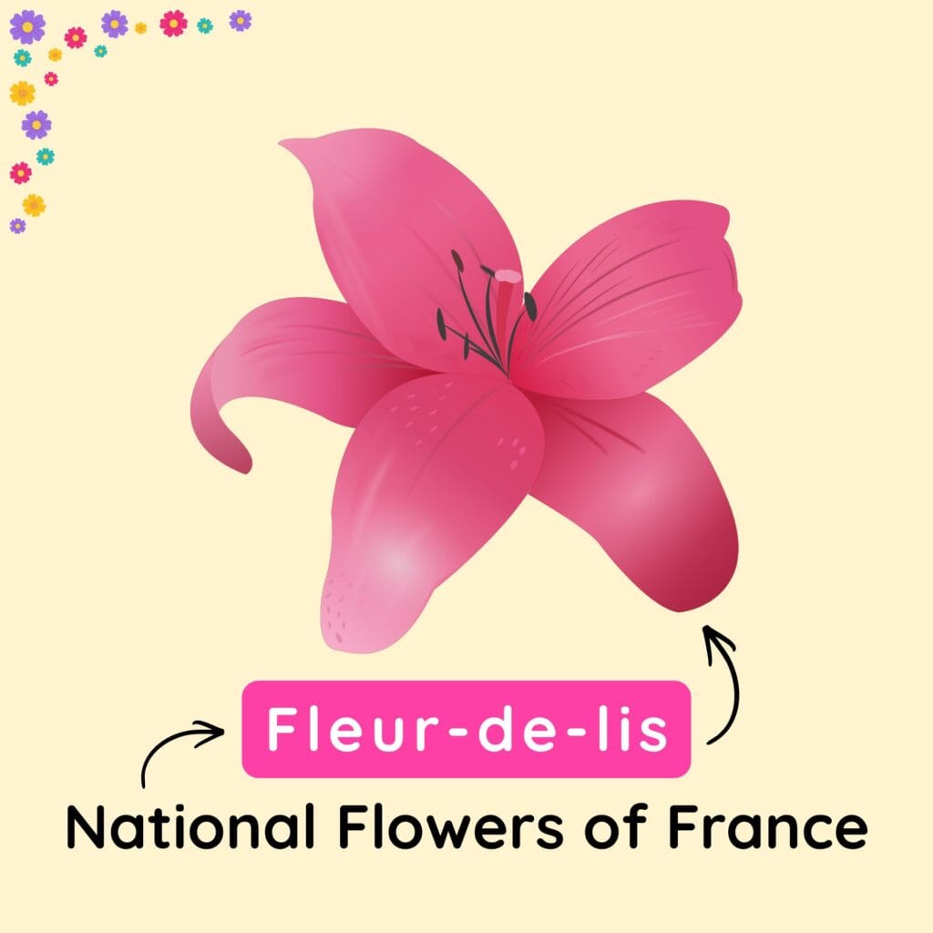 National Flower of France Explained with Meanings