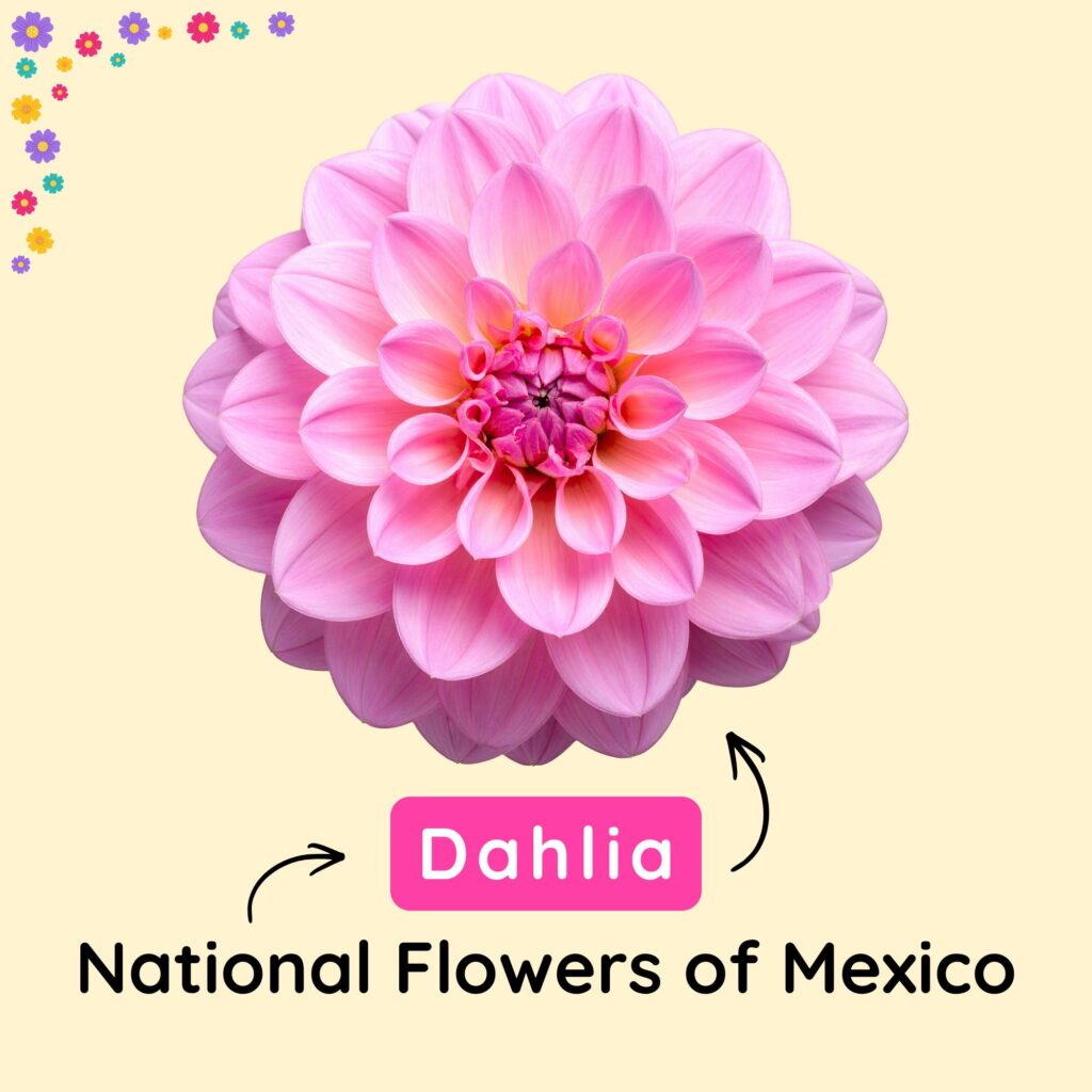 National Flower of Mexico