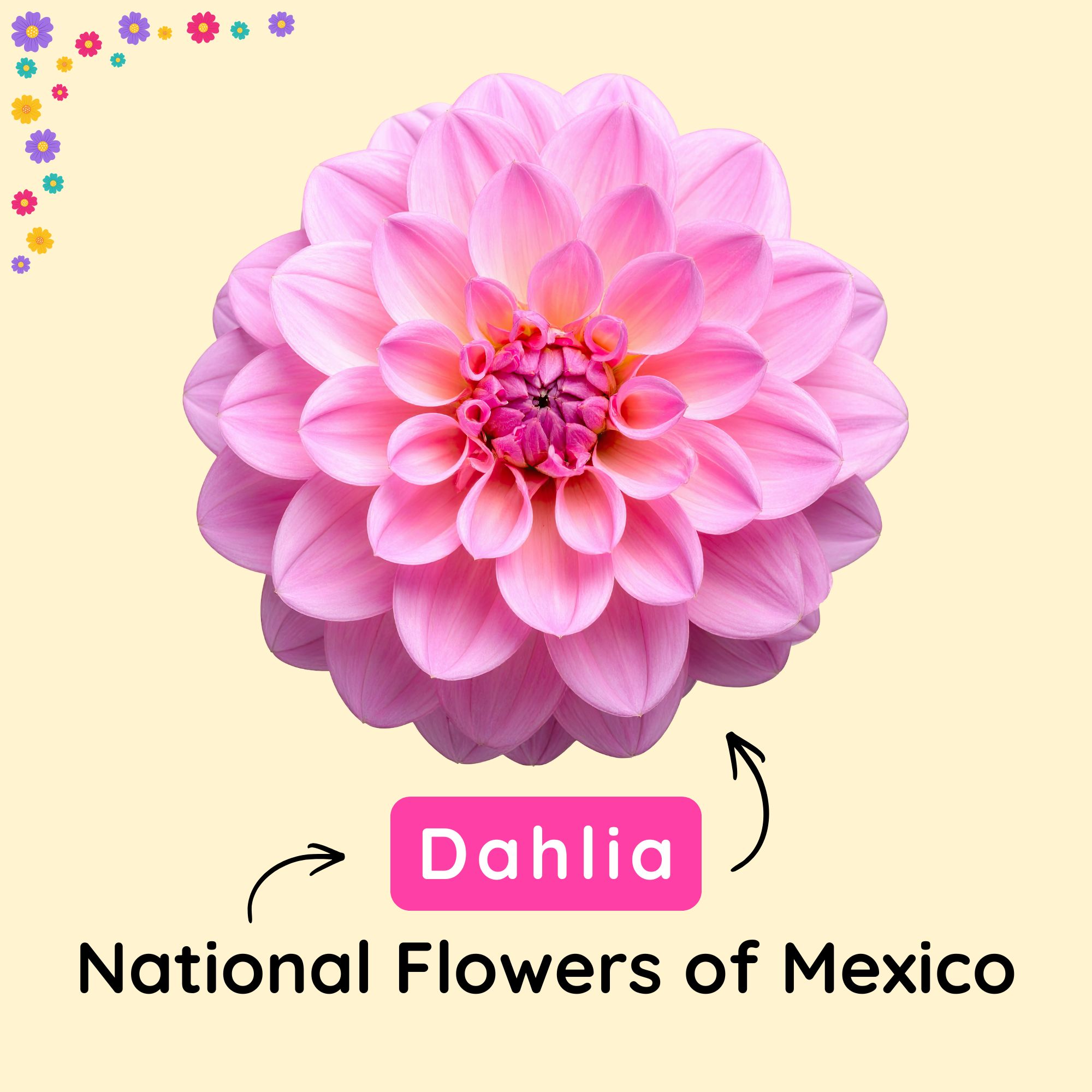 National Flower of Mexico
