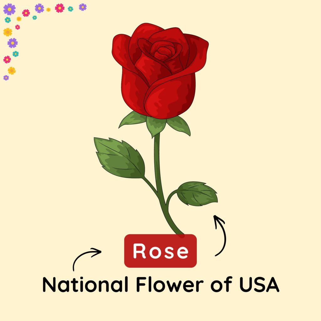 National Flower of USA