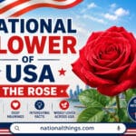 National Flower of USA Explained with Meanings and Facts