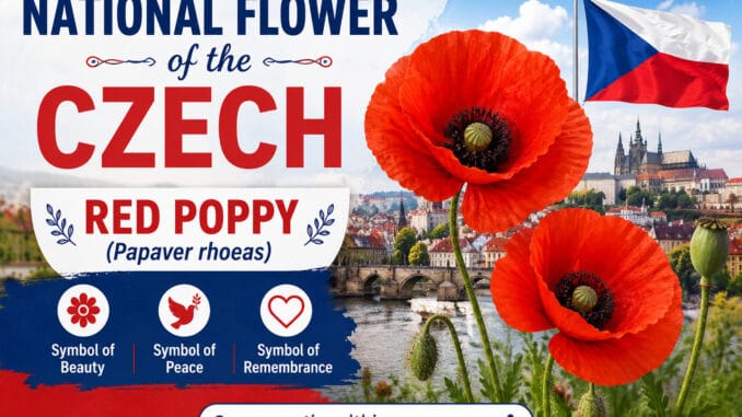 National Flower of the Czech Republic National Flower of the Czech Republic