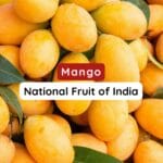National Fruit of India