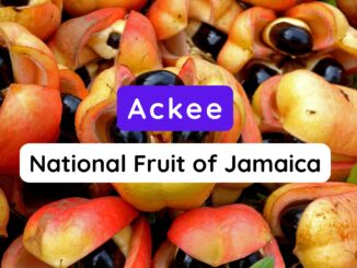 National Fruit of Jamaica