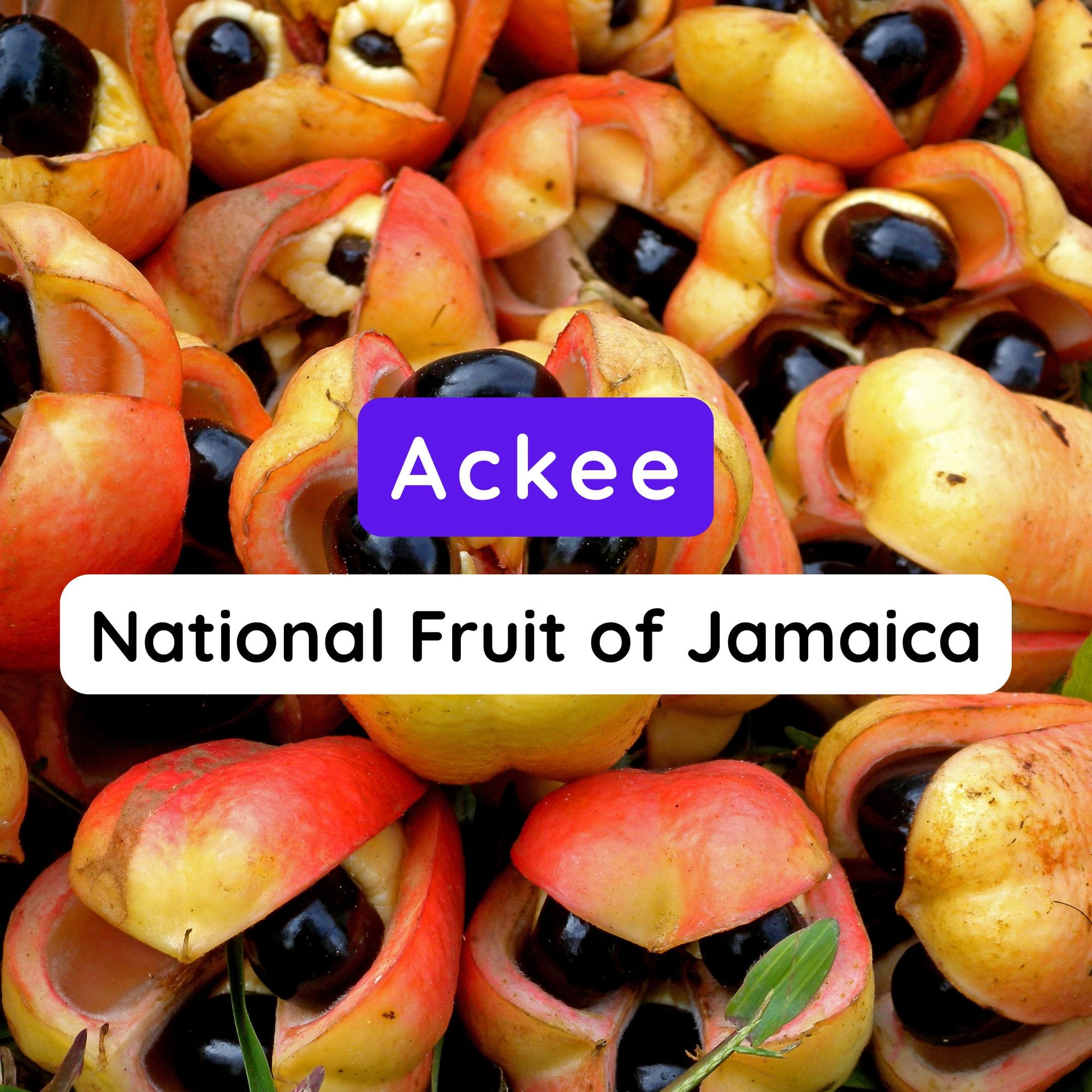 National Fruit of Jamaica: Ackee