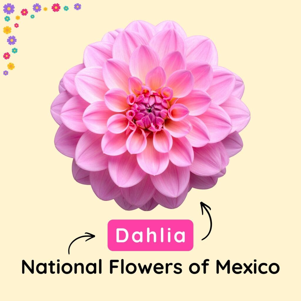 The National Flower of Mexico Explained with Meanings and Facts