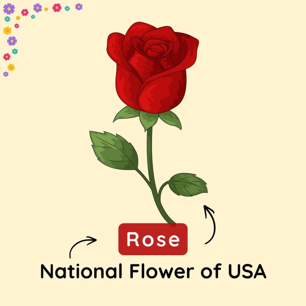 The National Flower of USA: Meanings and History