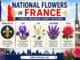 What are the National Flowers of France