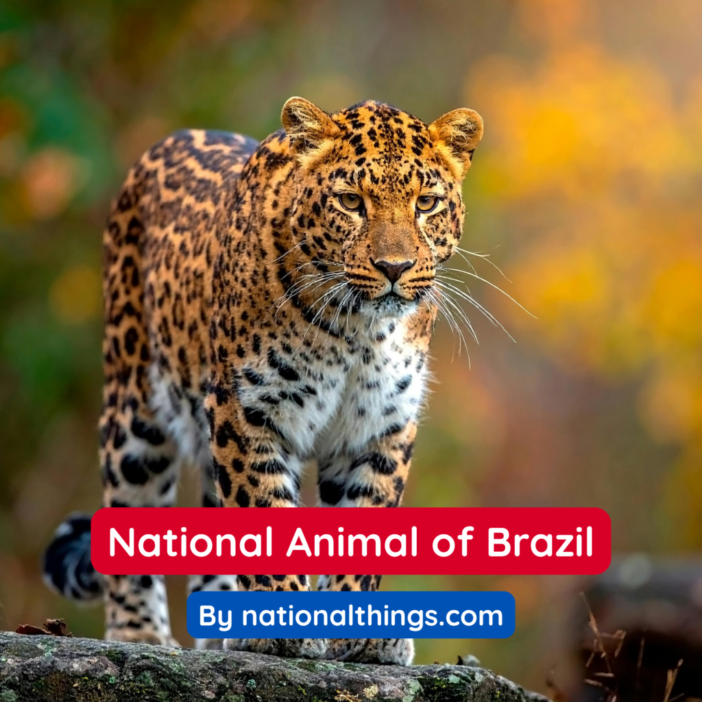 The Jaguar is the National Animal of Brazil