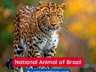 The Jaguar is the National Animal of Brazil