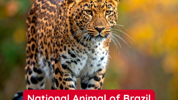 The Jaguar is the National Animal of Brazil