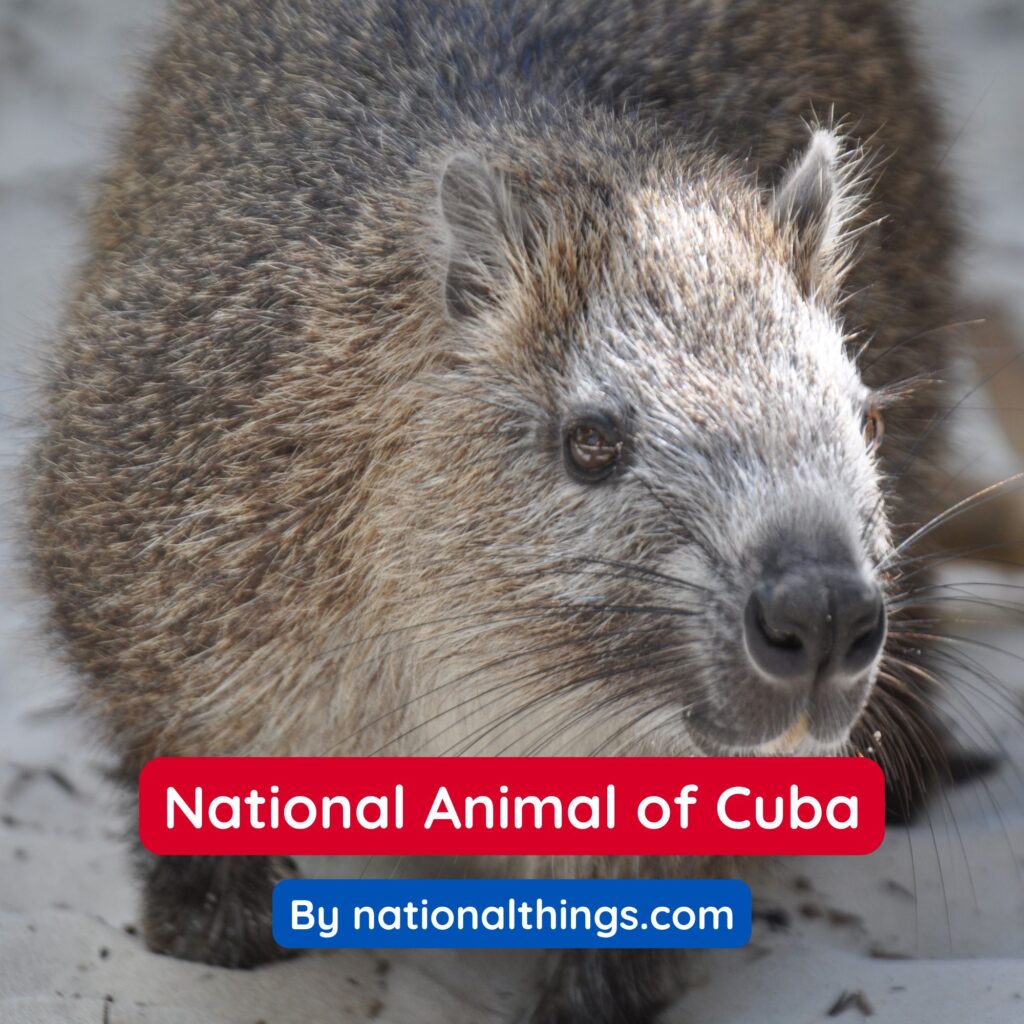 The Cuban Hutia is the National Animal of Cuba