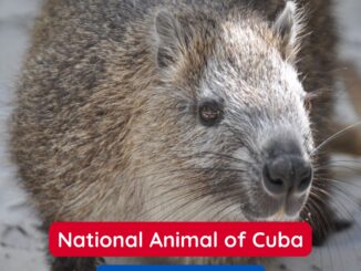 The Cuban Hutia is the National Animal of Cuba
