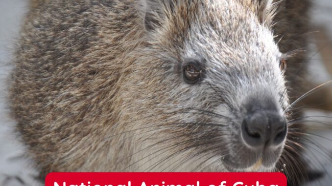 The Cuban Hutia is the National Animal of Cuba