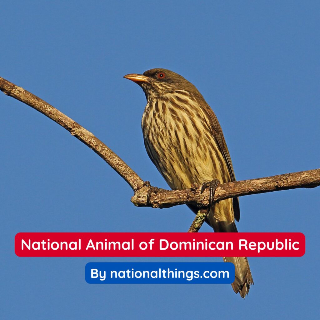 The Palmchat is the National Animal of Dominican Republic