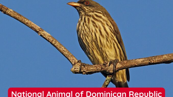 The Palmchat is the National Animal of Dominican Republic